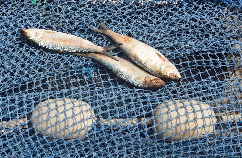 Agathe Derycke La llegada de la pesca